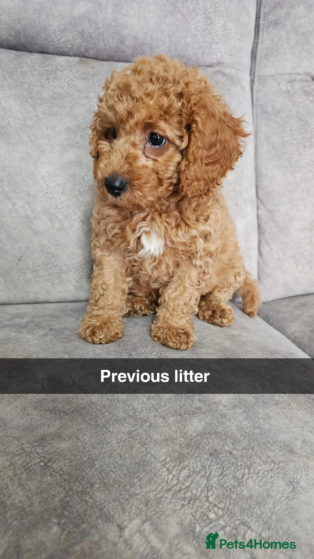 Cavapoo dogs for sale: All reserved!!! - Advert 37
