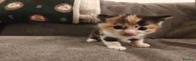 Calico Girl 1