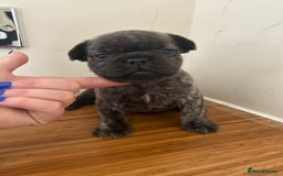 French Bulldog dogs for sale: Fluffy French bulldog puppies  - Image 1