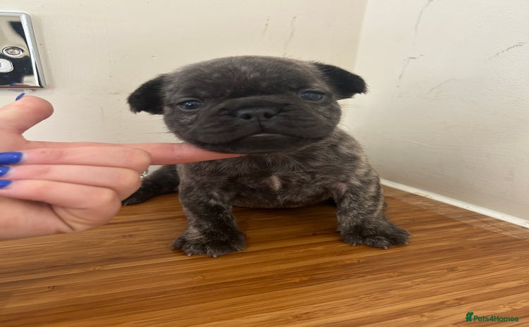 French Bulldog dogs - Advert 8