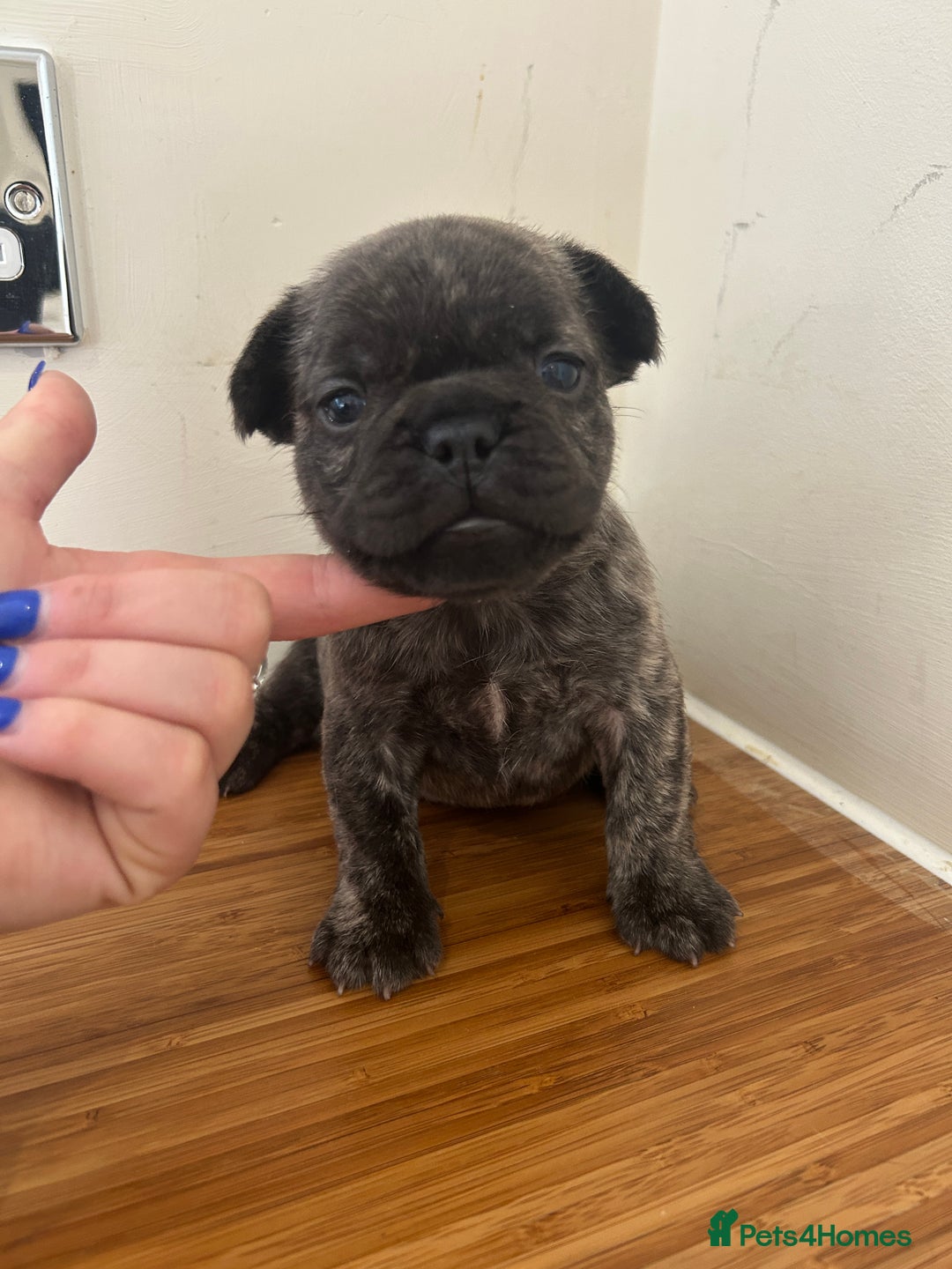 French Bulldog dogs for sale: Fluffy French bulldog puppies  - Image 1
