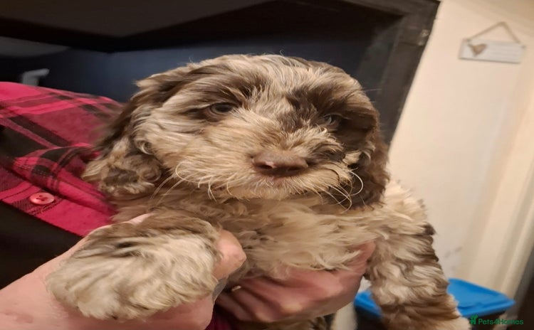 Sproodle dogs - Advert 1