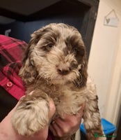 Sproodle dogs - Advert 15