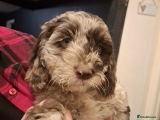 Sproodle dogs - Advert 2