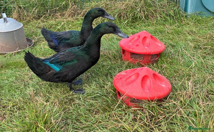 Ducks poultry - Advert 6