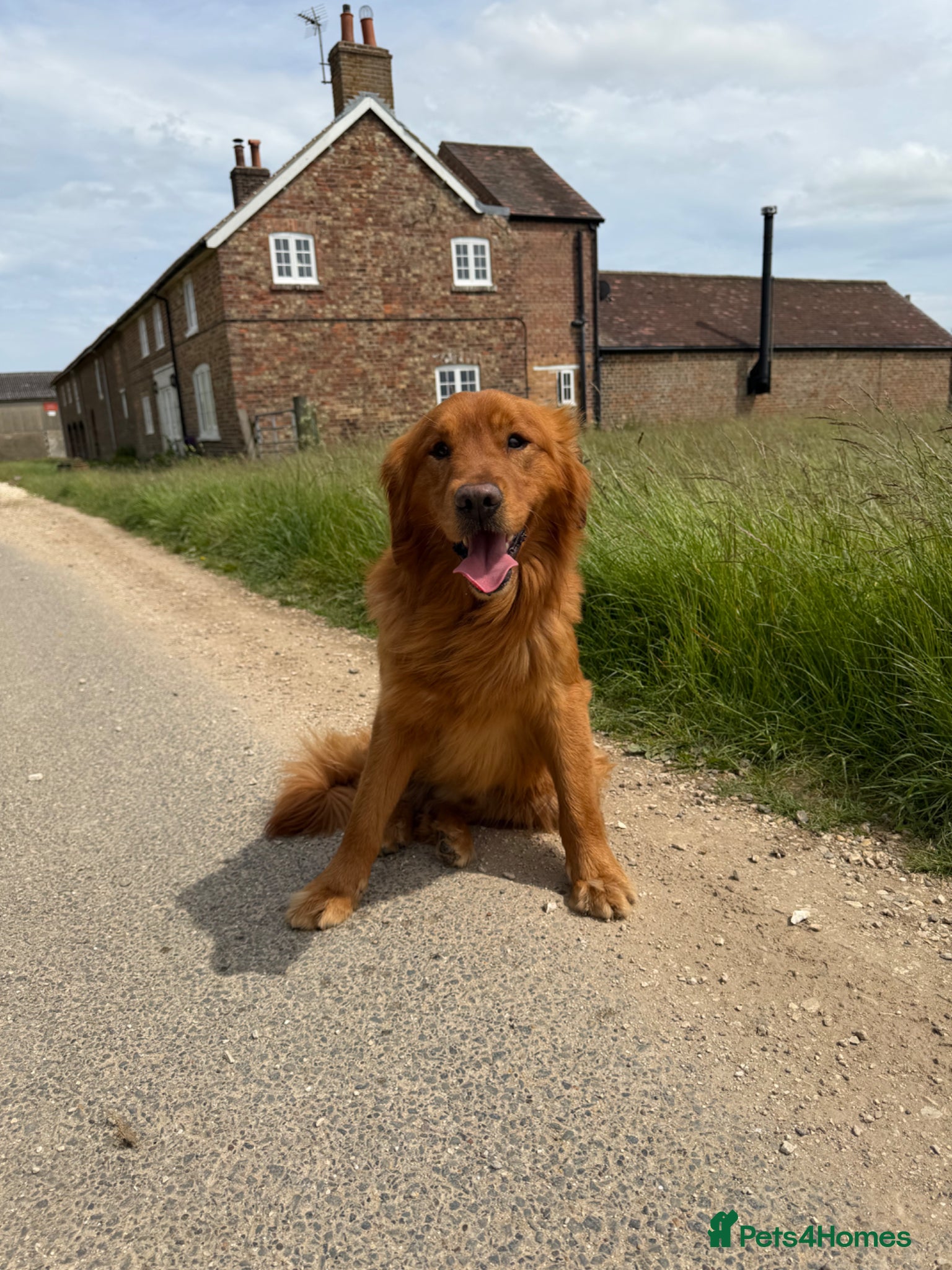 Golden Retriever dogs Ourstanding Golden Retriever  - Advert 1