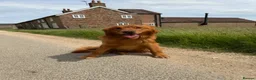 Golden Retriever dogs for stud: Ourstanding Golden Retriever  - Advert 1