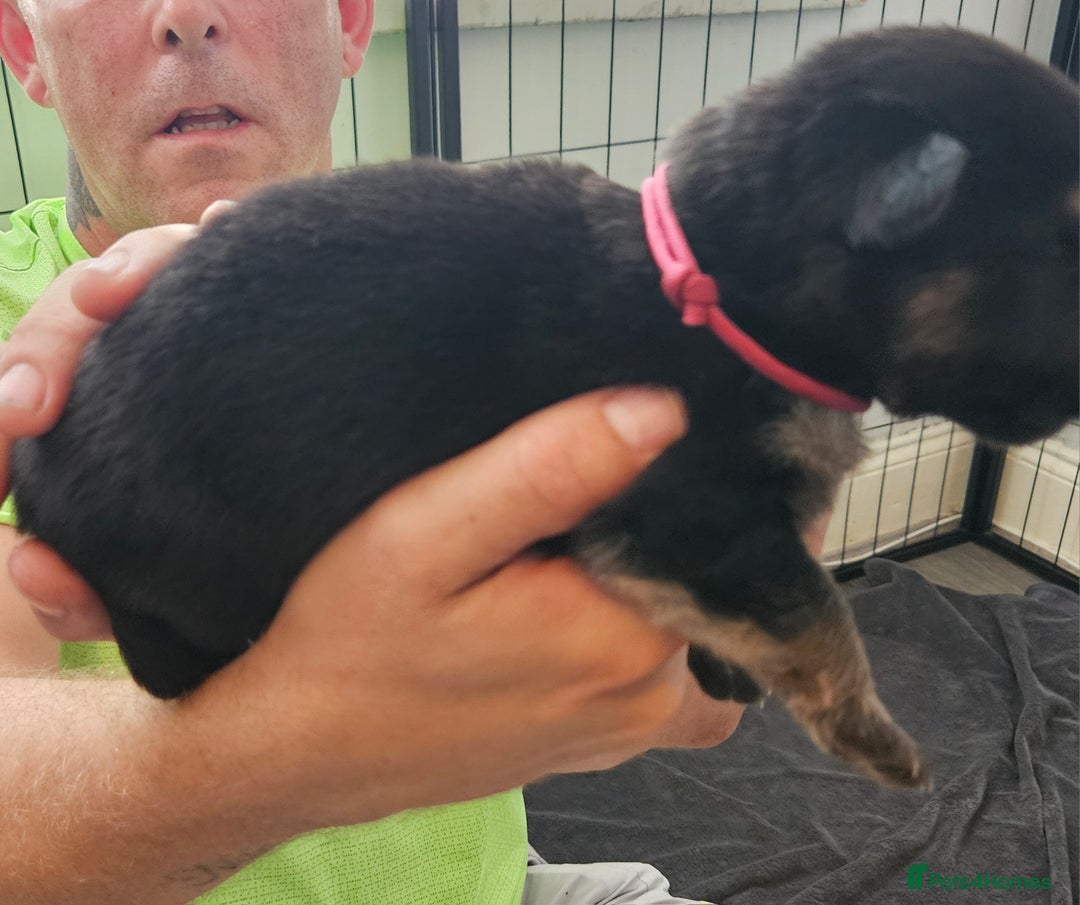 German Shepherd dogs for sale: German shepherd  - Image 15