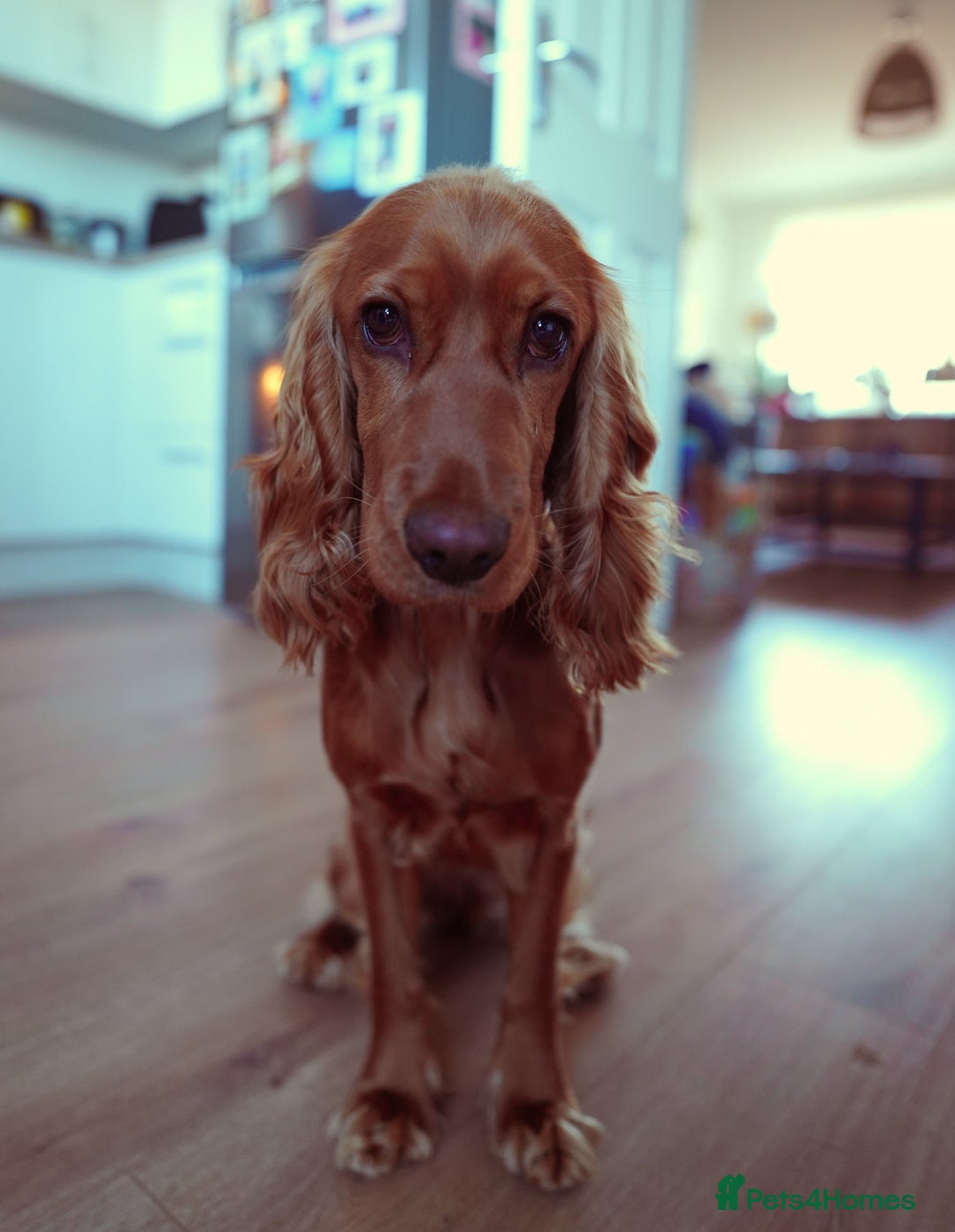 Cocker Spaniel dogs for sale: Cocker spaniel Ruby - Advert 3