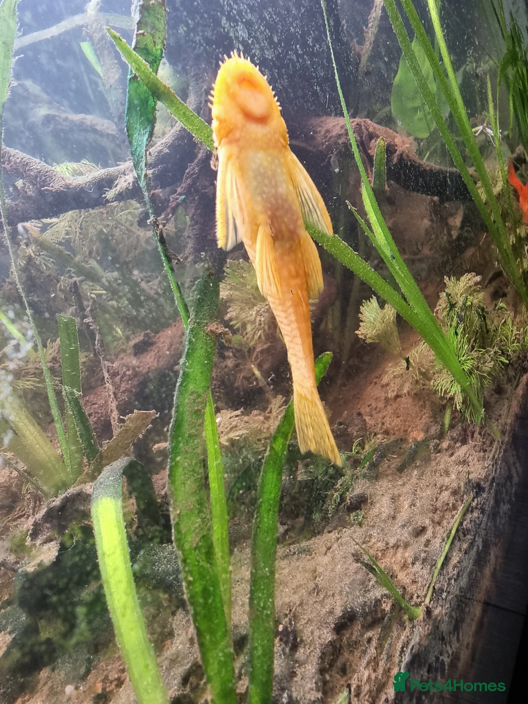 Cichlids fish for sale: Tropical fish - Advert 9