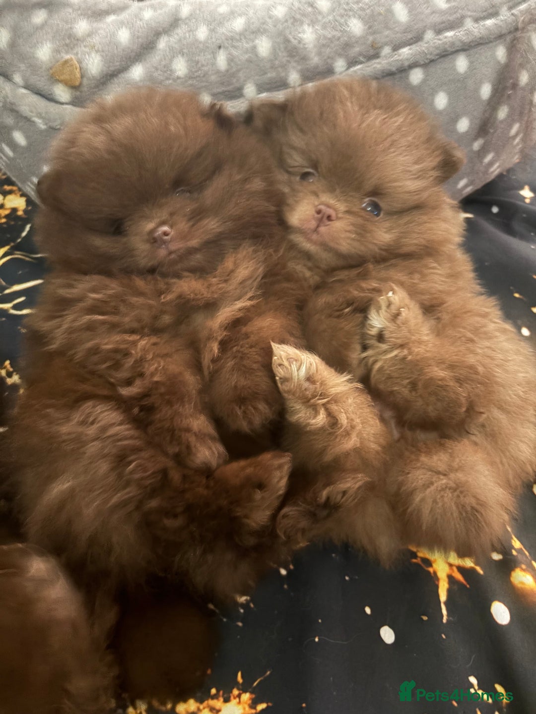Pomeranian dogs for sale: 3 amazing teddy bear face puppies 🐻🐻🐻 - Advert 6