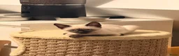 Ragamese cats for sale: Beautiful Ragamese kittens - Advert 18