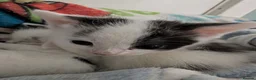 Mixed Breed cats for sale: 5 kittens need homes in Rotherham - Advert 5