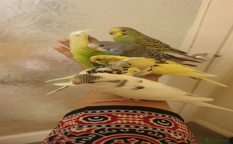 Budgerigars birds - Advert 2