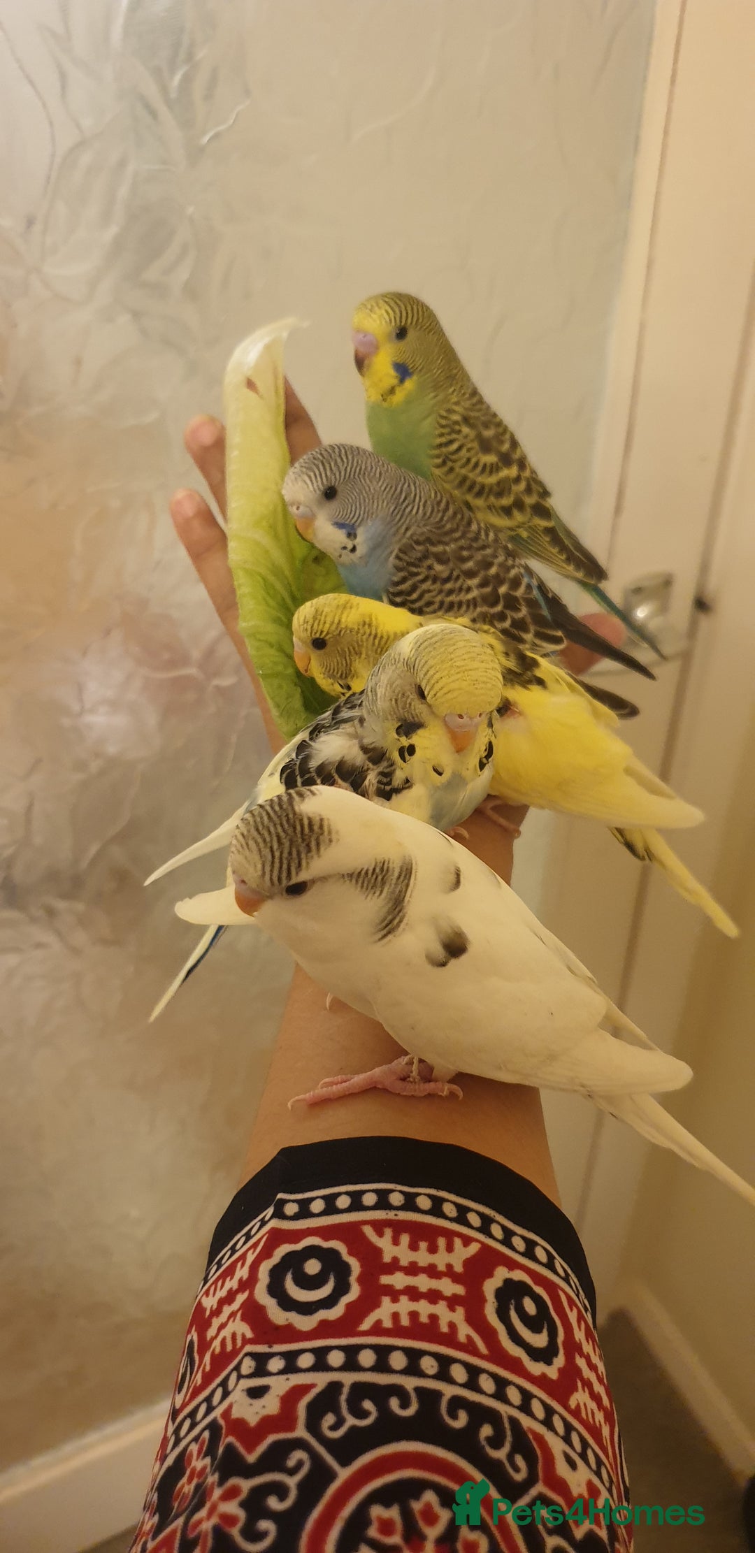 Budgerigars birds for sale: Handreared semitamed and tamed budgies  - Image 1