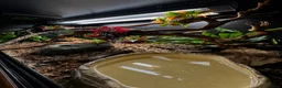 Python Snake reptiles for sale: 4x2x2 Bioactive Setup & Ivory Royal Python - Advert 3