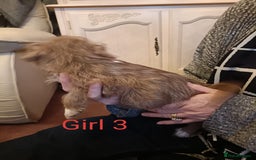 Norfolk Terrier dogs for sale: Norfolk Terrier Puppies  - Image 8
