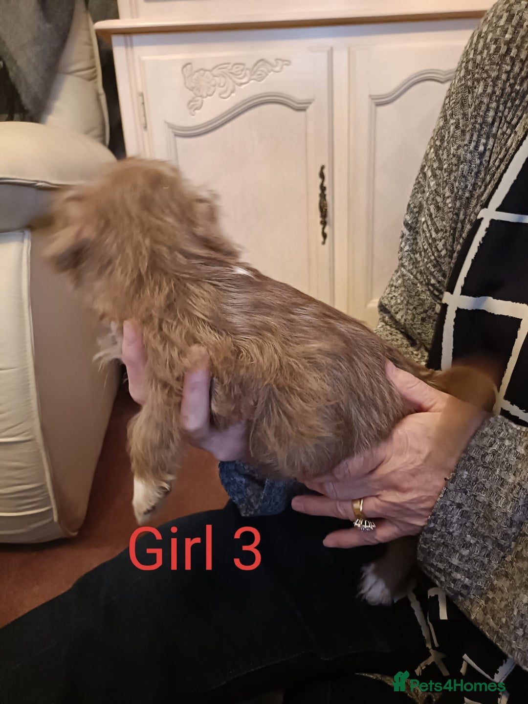 Norfolk Terrier dogs for sale: Norfolk Terrier Puppies  - Image 8