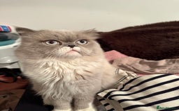 Persian cats for sale: Kitten  - Image 24