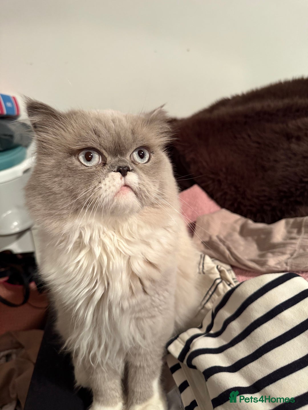 Persian cats for sale: Kitten  - Image 24