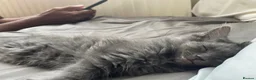 Russian Blue cats for sale: Norwegian Forest X Russian Blue🩶 - Advert 2