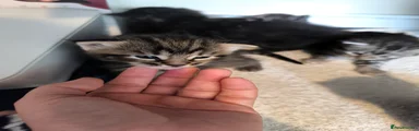 Maine Coon Kitten 5