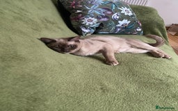 Burmese cats for sale: Chocolate Burmese pedigree female  - Image 2