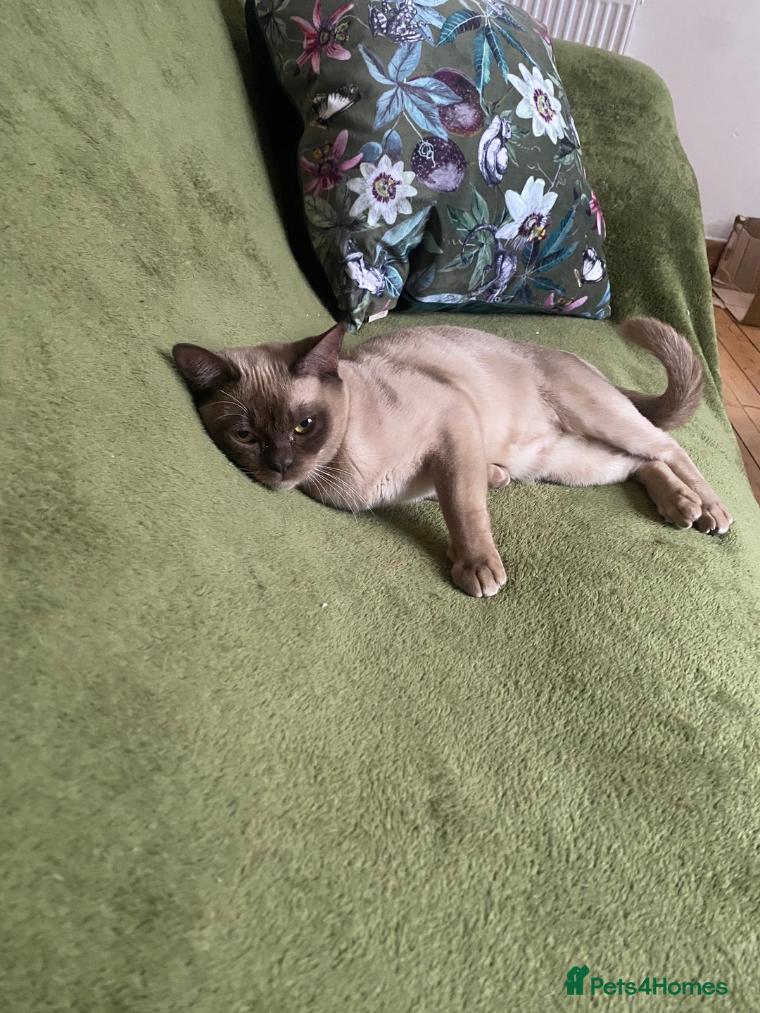 Burmese cats for sale: Chocolate Burmese pedigree female  - Image 2