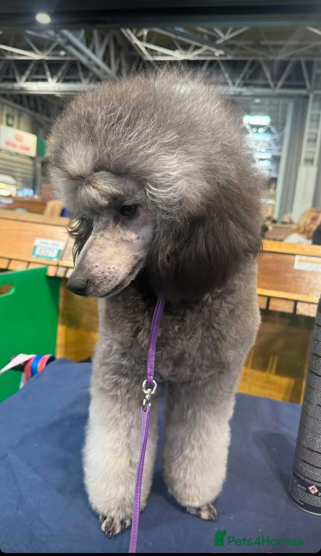 Miniature Poodle dogs for sale: OUTSTANDING SILVER MINI POODLES BEST IN 🇬🇧  - Advert 34