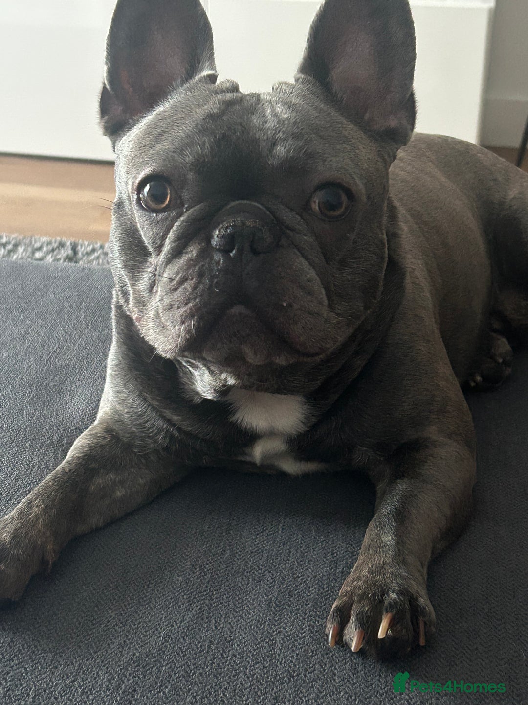 French Bulldog dogs for stud: Bailey - Image 3