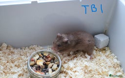 Hamster rodents for sale: Young Syrian Hamsters - Image 13