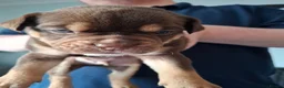 Old Tyme Bulldog dogs for sale: Old tyme bulldog puppies for sale in Sunderland - Advert 10