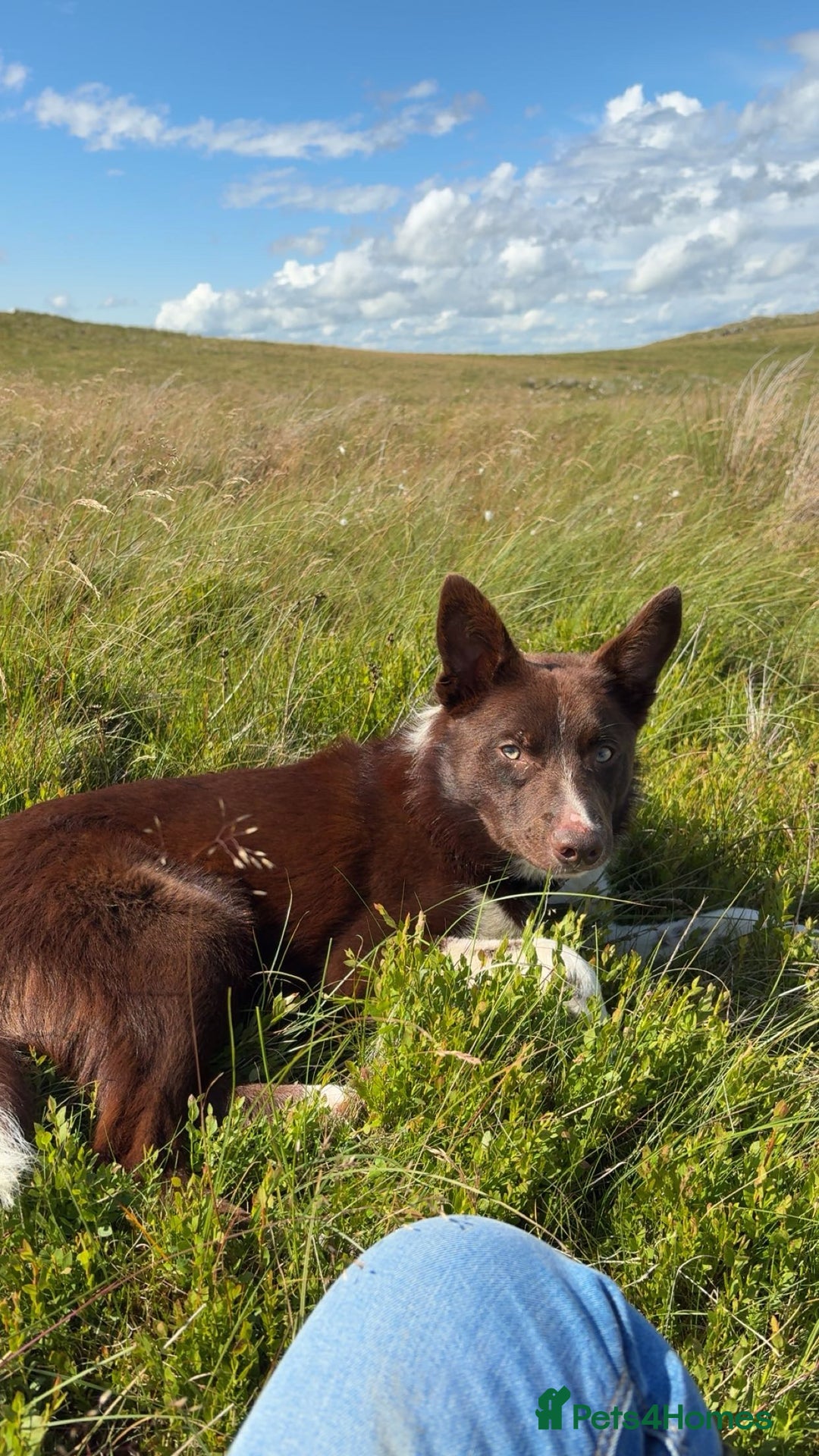 Border Collie dogs for sale: 11 month old puppy called Kip  - Image 7