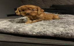 Cockapoo dogs for sale: Beautiful cockapoos - Image 21