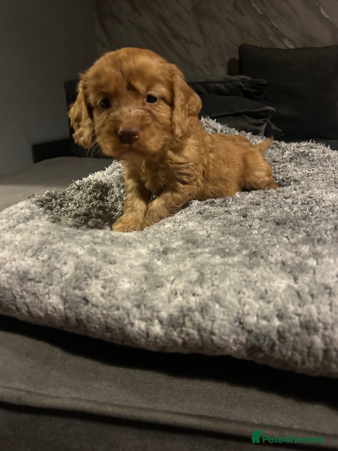 Cockapoo dogs for sale: Beautiful cockapoos - Image 21
