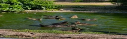 Ducks poultry for sale: Muscovy ducklings  - Advert 2
