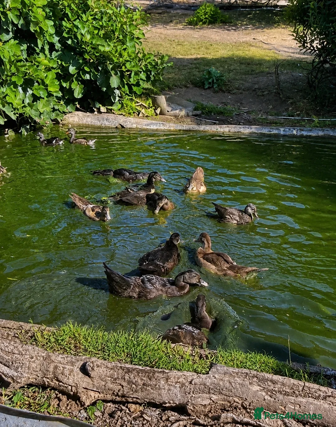 Ducks poultry for sale: Muscovy ducklings  - Advert 2