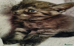 Scottish Fold cats for sale: ❤️Gorgeous Scottish Fold Straight ears kittens❤️ - Image 31