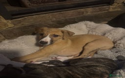 Whippet dogs for sale: Stunning whippets JUST ONE BOY LEFT - Image 22