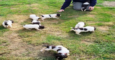 English Springer Spaniel dogs - Advert 3