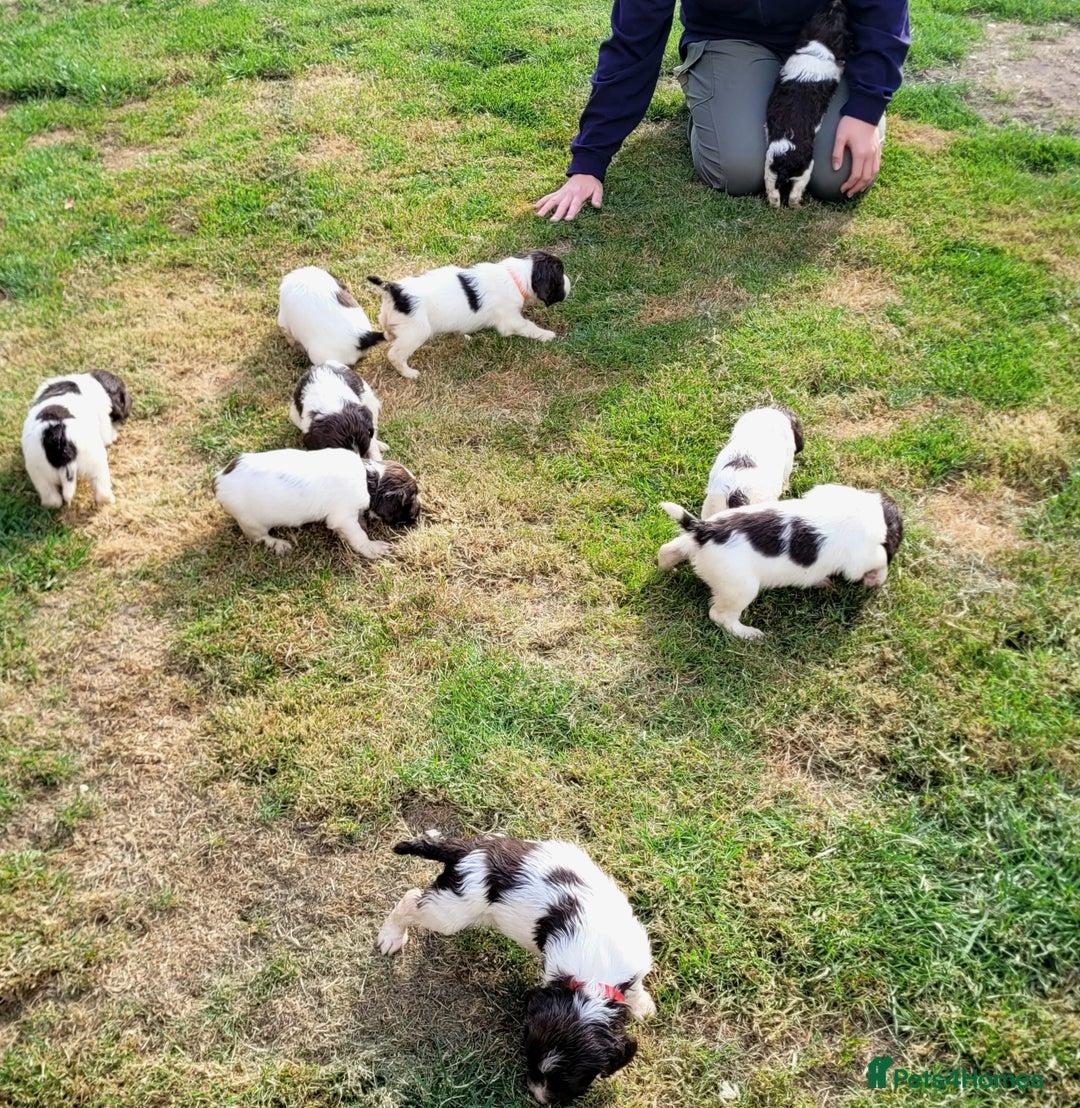 English Springer Spaniel dogs for sale: Liver & White working springer spaniel pups - Image 6