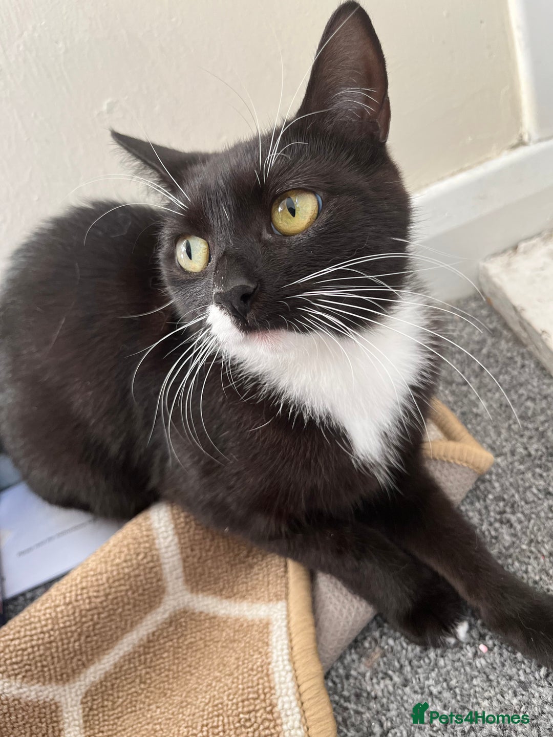 Mixed Breed cats for sale: Female cat ******  - Image 1