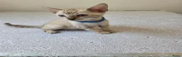 Bengal cats for sale: Snow bengal tica active - Advert 28