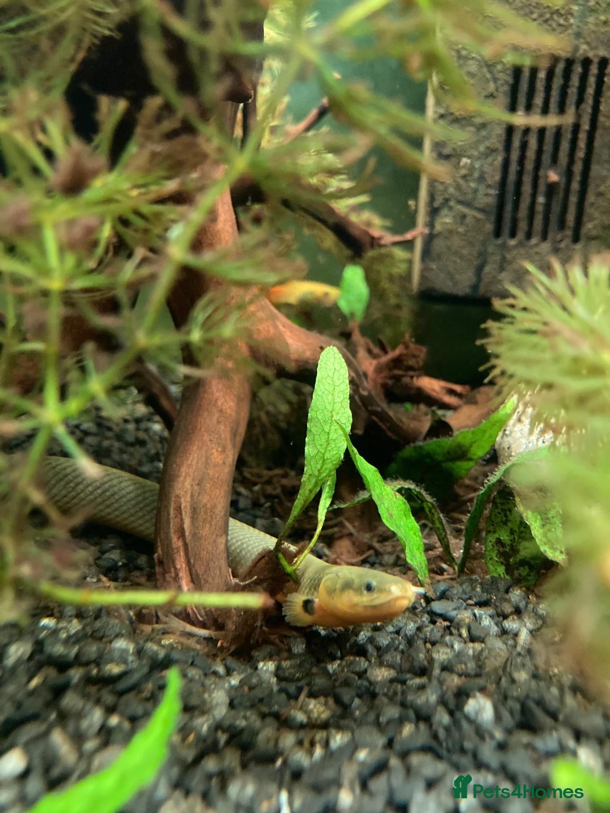 Other/Mixed Breed fish Rope Fish - Advert 1