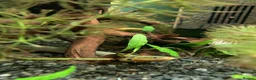 Other/Mixed Breed fish for sale: Rope Fish - Advert 1