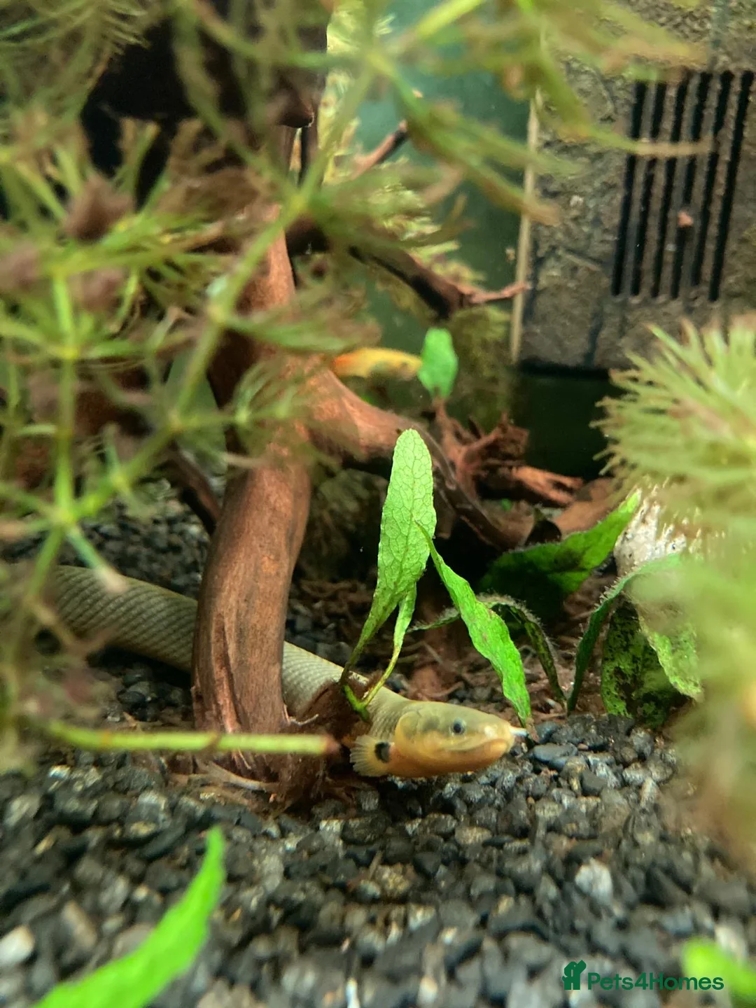 Other/Mixed Breed fish for sale: Rope Fish - Advert 1