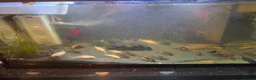 Corys fish for sale: Fish and tanks for sale - Advert 1