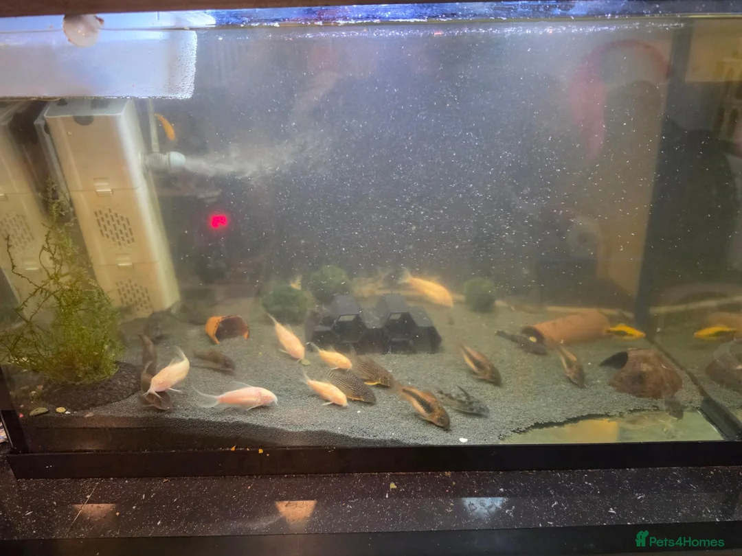 Corys fish for sale: Fish and tanks for sale - Advert 1