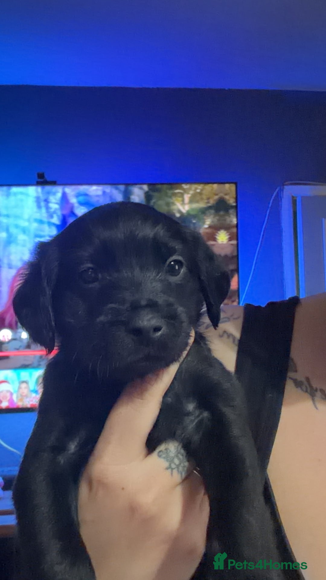 Mixed Breed dogs for sale: Labrador X Yorkshire terrier  - Image 14