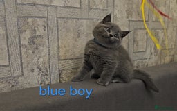 British Shorthair cats for sale: British Blue Shorthair kittens, GCCF pedigree - Image 16